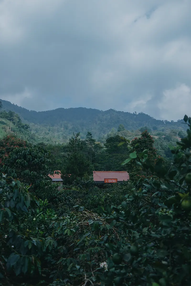 Alam kebun kopi Rawdee